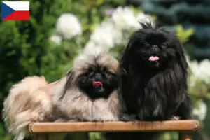 Lees meer over het artikel Pekingees fokkers en pups in Tsjechië