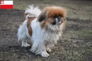 Lees meer over het artikel Pekingees fokkers en pups in Utrecht
