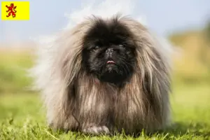 Lees meer over het artikel Pekingees fokkers en pups in Zuid-Holland