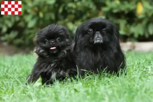 Lees meer over het artikel Pekingees fokkers en pups in Noord-Brabant