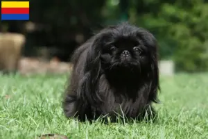 Lees meer over het artikel Pekingees fokkers en pups in Noord-Holland