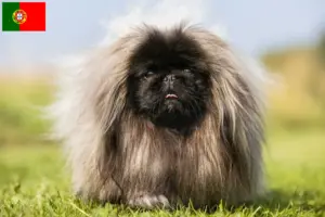 Lees meer over het artikel Pekingees fokkers en pups in Portugal