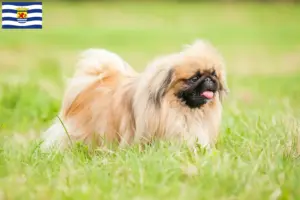 Lees meer over het artikel Pekingees fokkers en pups in Zeeland