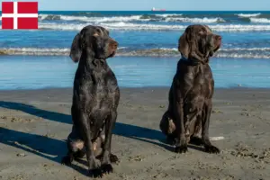 Lees meer over het artikel Perdiguero de Burgos fokkers en pups in Denemarken