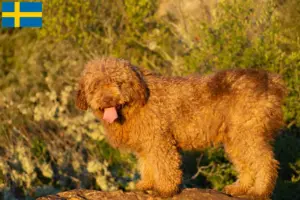 Lees meer over het artikel Perro de Agua Español fokkers en pups in Zweden