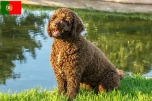 Lees meer over het artikel Perro de Agua Español fokkers en pups in Portugal