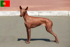 Lees meer over het artikel Peruaanse Haarloze Hondenfokker en Puppies in Portugal