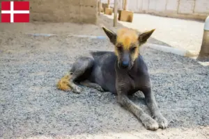 Lees meer over het artikel Peruaanse Haarloze Hondenfokker en Puppies in Denemarken