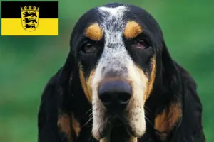 Lees meer over het artikel Petit Bleu de Gascogne fokkers en pups in Baden-Württemberg
