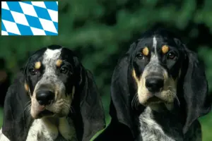 Lees meer over het artikel Petit Bleu de Gascogne fokkers en pups in Beieren