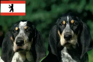 Lees meer over het artikel Petit Bleu de Gascogne fokkers en pups in Berlijn