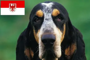 Lees meer over het artikel Petit Bleu de Gascogne fokkers en pups in Brandenburg