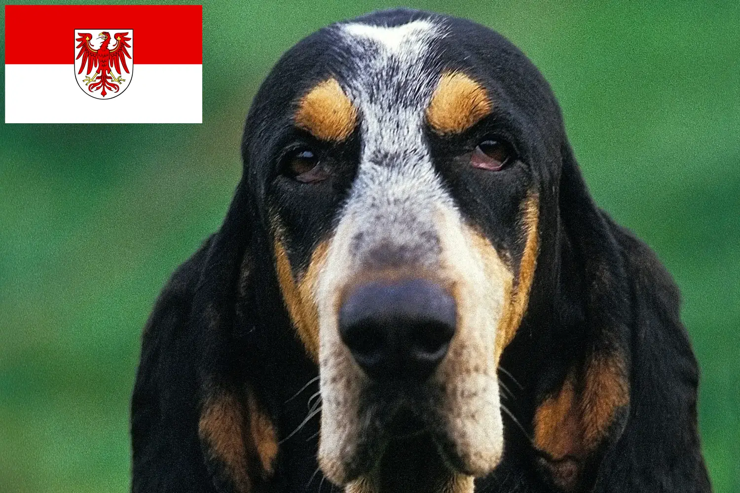 Lees meer over het artikel Petit Bleu de Gascogne fokkers en pups in Brandenburg