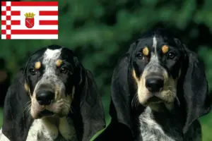 Lees meer over het artikel Petit Bleu de Gascogne fokkers en pups in Bremen