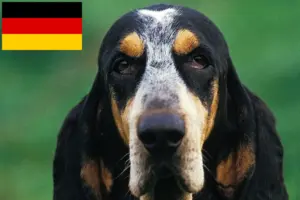 Lees meer over het artikel Petit Bleu de Gascogne fokkers en pups in Duitsland