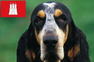 Lees meer over het artikel Petit Bleu de Gascogne fokkers en pups in Hamburg