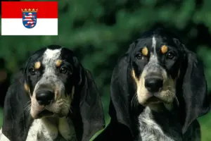 Lees meer over het artikel Petit Bleu de Gascogne fokkers en pups in Hessen
