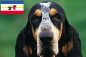Lees meer over het artikel Petit Bleu de Gascogne fokkers en pups in Mecklenburg-Vorpommern