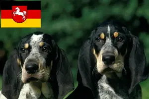 Lees meer over het artikel Petit Bleu de Gascogne fokkers en pups in Nedersaksen