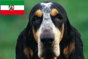 Lees meer over het artikel Petit Bleu de Gascogne fokkers en pups in Noordrijn-Westfalen