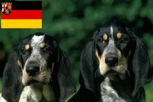 Lees meer over het artikel Petit Bleu de Gascogne fokkers en pups in Rijnland-Palts