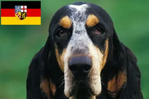Lees meer over het artikel Petit Bleu de Gascogne fokkers en pups in Saarland