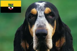 Lees meer over het artikel Petit Bleu de Gascogne fokkers en pups in Saksen-Anhalt