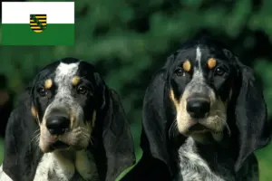 Lees meer over het artikel Petit Bleu de Gascogne fokkers en pups in Saksen