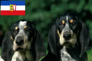 Lees meer over het artikel Petit Bleu de Gascogne fokkers en pups in Sleeswijk-Holstein
