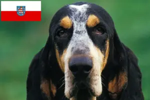 Lees meer over het artikel Petit Bleu de Gascogne fokkers en pups in Thüringen