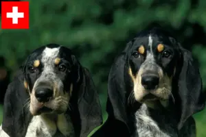Lees meer over het artikel Petit Bleu de Gascogne fokkers en pups in Zwitserland
