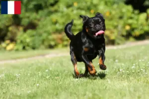 Lees meer over het artikel Petit Brabançon fokkers en pups in Frankrijk