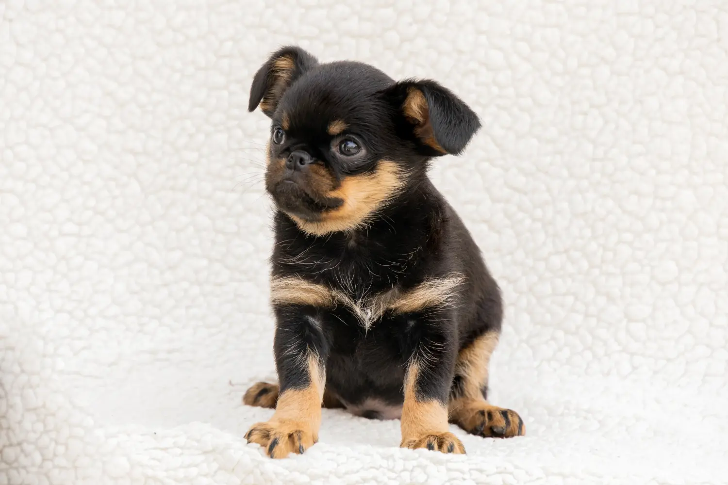 Een Petit Brabançon puppy kopen betekent verantwoordelijkheid nemen! Petit Brabançon puppy kopen.