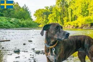 Lees meer over het artikel Plott Hound fokkers en pups in Zweden
