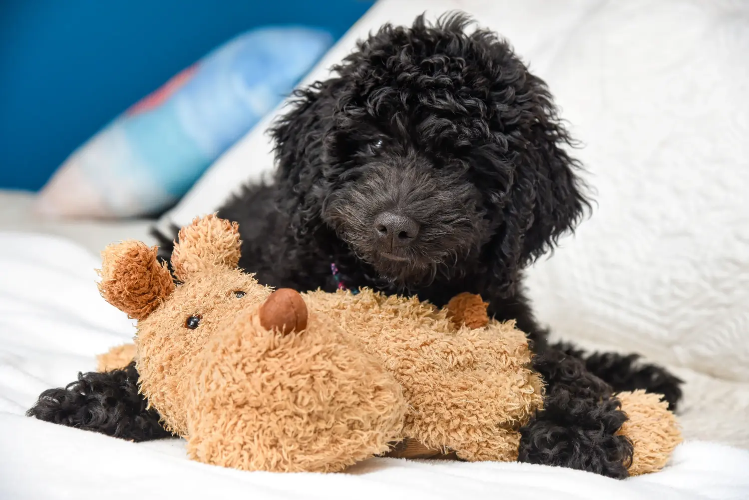 Een poedelpup kopen betekent verantwoordelijkheid nemen! Poedel puppy's kopen.