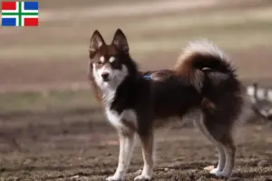 Lees meer over het artikel Pomsky fokkers en pups in Groningen
