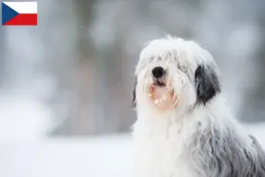 Lees meer over het artikel PON fokkers en pups in Tsjechië