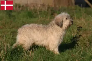 Lees meer over het artikel PON fokkers en pups in Denemarken