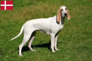 Lees meer over het artikel Porcelaine fokkers en pups in Denemarken
