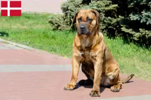 Lees meer over het artikel Presa Canario fokkers en pups in Denemarken