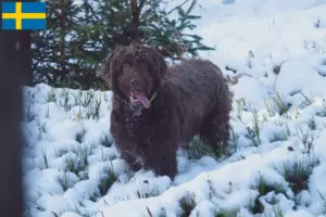 Lees meer over het artikel Puli fokkers en pups in Denemarken