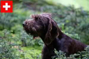 Lees meer over het artikel Pudelpointer fokkers en pups in Zwitserland