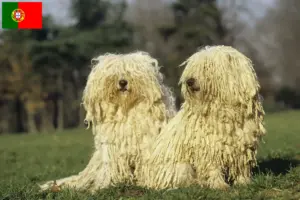 Lees meer over het artikel Puli fokkers en pups in Portugal