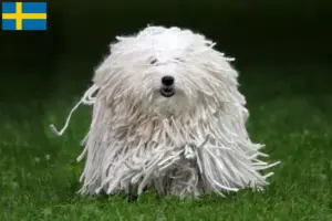 Lees meer over het artikel Puli fokkers en pups in Zweden