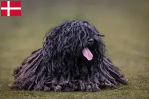 Lees meer over het artikel Puli fokkers en pups in Denemarken