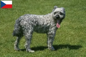 Lees meer over het artikel Pumi fokkers en puppies in Tsjechië