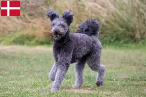Lees meer over het artikel Pumi fokkers en pups in Denemarken