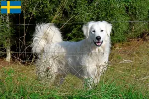 Lees meer over het artikel Pyreneese Berghondenfokkers en puppies in Zweden