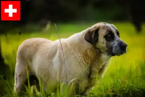 Lees meer over het artikel Rafeiro do Alentejo fokkers en pups in Zwitserland