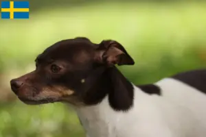 Lees meer over het artikel Ratten Terrier fokkers en puppies in Zweden
